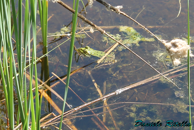 Qualche Pelophylax sp.! (prov. Caserta)